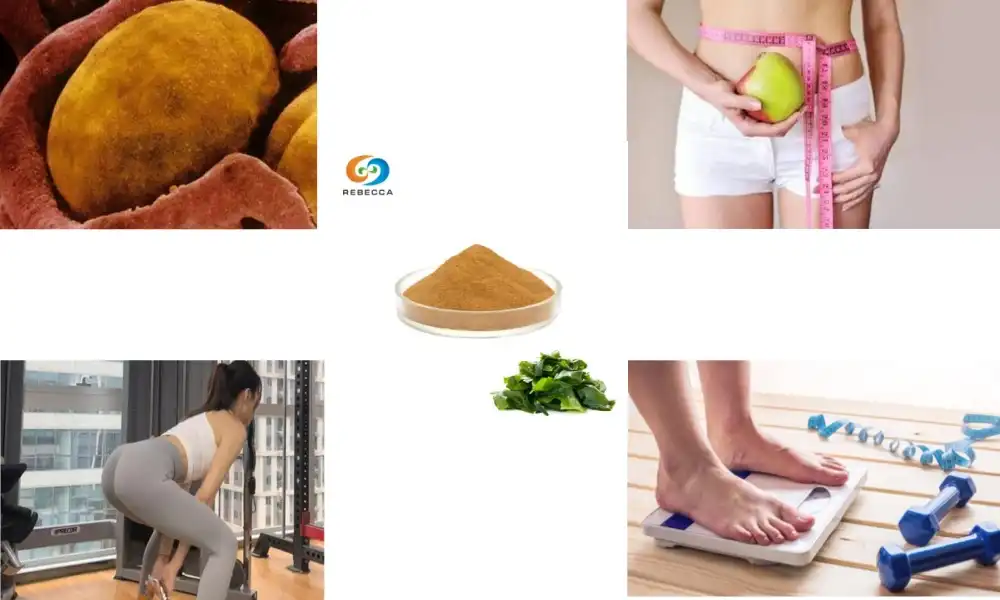 How effective is fucoxanthin in promoting weight loss?